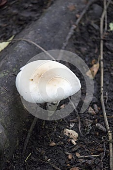 A mushroom growing on the ground