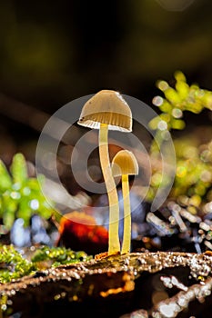a mushroom is growing on the ground in the forest, with moss growing on it's surface and a dark background photo