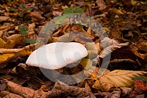 Mushroom growing on ground surrounded by fall leaves