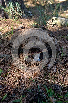 A mushroom that when growing has raised the excrement of a cow