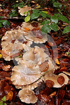 Mushroom growing in a line in the forest