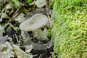 Mushroom growing between moss in forest