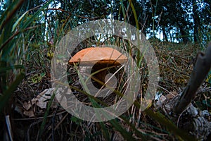 Mushroom growing on nature with blurred fisheye background.