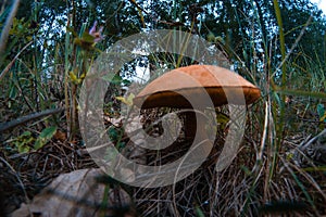 Mushroom growing on nature with blurred fisheye background.