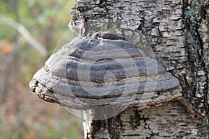 mushroom growing on a tree