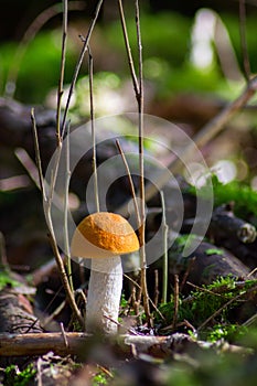 a mushroom growing on a tree branch in the woods, with a bright orange cap on it's head