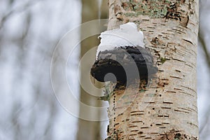A mushroom growing on a tree, covered in snow