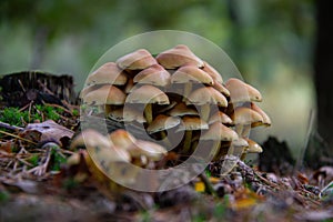 Mushroom growing on a tree trunk in autumn forest