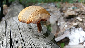 Mushroom growing on the trunk of a felling tree