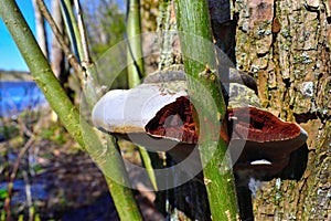 a mushroom grows on a birch tree