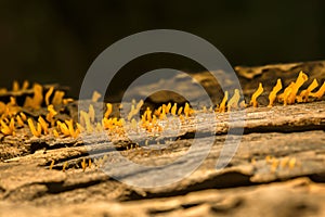 A mushroom that grows on a dead tree