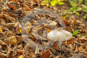 A mushroom grows among the dry leaves of a forest in autumn