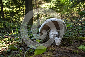 Mushroom Grows in a Forest 2