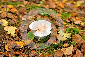 Mushroom grows in the forest