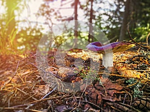 Mushroom grows in the forest against the background of trees