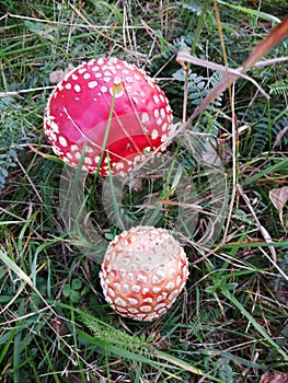 The mushroom grows among the grass,an overcast September evening