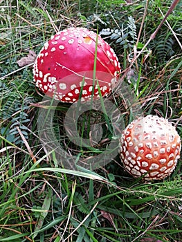 The mushroom grows among the grass,an overcast September evening