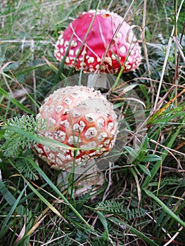 The mushroom grows among the grass,an overcast September evening