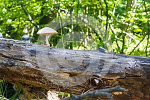 Mushroom grows from log