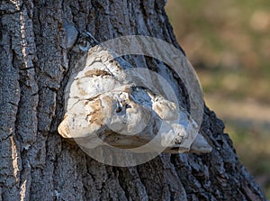 A mushroom grows from the trunk of a tree