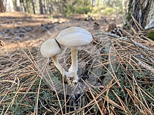 Mushroom growing beneath the pine trees