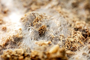 Mushroom growth medium with mycelium and fungal spores, macro background photo