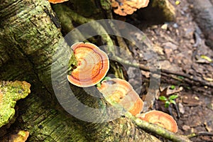 Mushroom growth on root