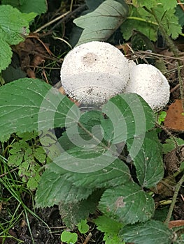 Mushroom growth