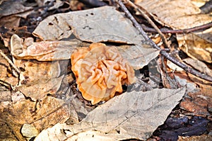 Mushroom, Gyromitra esculenta.