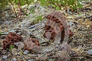 Mushroom Gyromitra in a forest glade. False morel