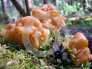 Mushroom Gyromitra gigas
