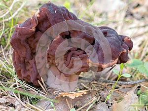 Mushroom gyromitra in spring