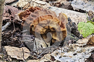 Mushroom gyromitra in spring forest