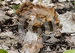 mushroom gyromitra in spring forest