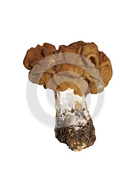 Mushroom gyromitra on white background isolated