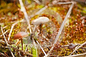 Mushroom hallucinogen