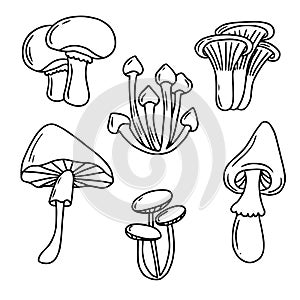 Mushroom hand drawn set vector illustration. Mushrooms collection in doodle style. Fresh organic food isolated on white.