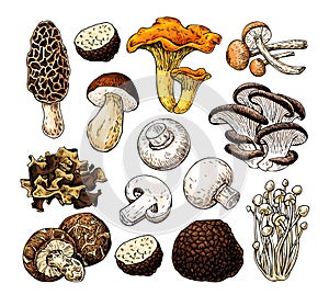 Mushroom hand drawn vector illustration. Isolated Sketch food drawing. Champignon, morel, truffle,