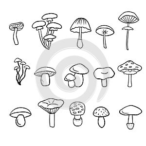 Mushroom hand drawn vector illustration. Isolated Sketch food drawing. Organic vegetarian product