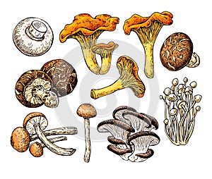 Mushroom hand drawn vector illustration. Sketch food drawing
