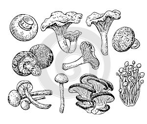 Mushroom hand drawn vector illustration. Sketch food drawing