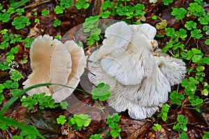 mushroom harvest