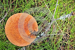 Mushroom hat Leccinum Aurantiacum