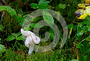 Mushroom Helvella elastica growing in Finland