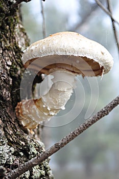 Mushroom Hemipholiota populnea