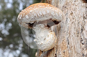 Mushroom Hemipholiota populnea
