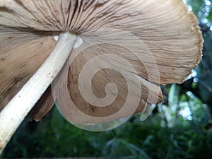 Mushroom hightest beauti picture in forest in sri lanka