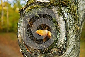 Mushroom in a hollow