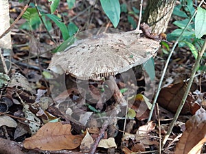 Mushroom  in the home garden