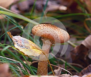 Mushroom honey agaric